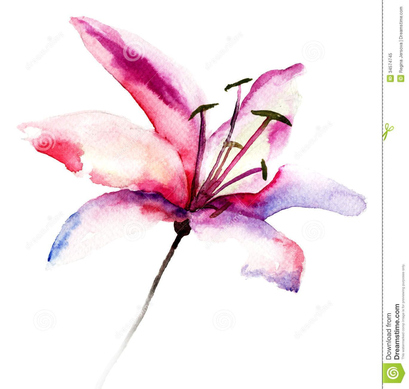 Beautiful Lily Flowers - Download From Over 41 Million High Quality Stock Photos, Images, Vectors. Sign up for FREE today. Image: 34574745 -   19 watercolor tattoo lily
 ideas