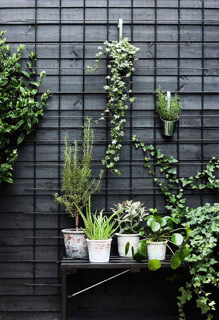 PLANT SCULPTURE LIKE YOU'VE NEVER SEEN BEFORE -   21 black garden fence
 ideas