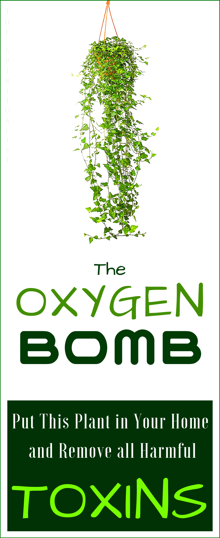 Protect Yourself: Put This Oxygen BOMB in Your Home and Remove All Harmful Toxins -   22 female fitness nutrition
 ideas
