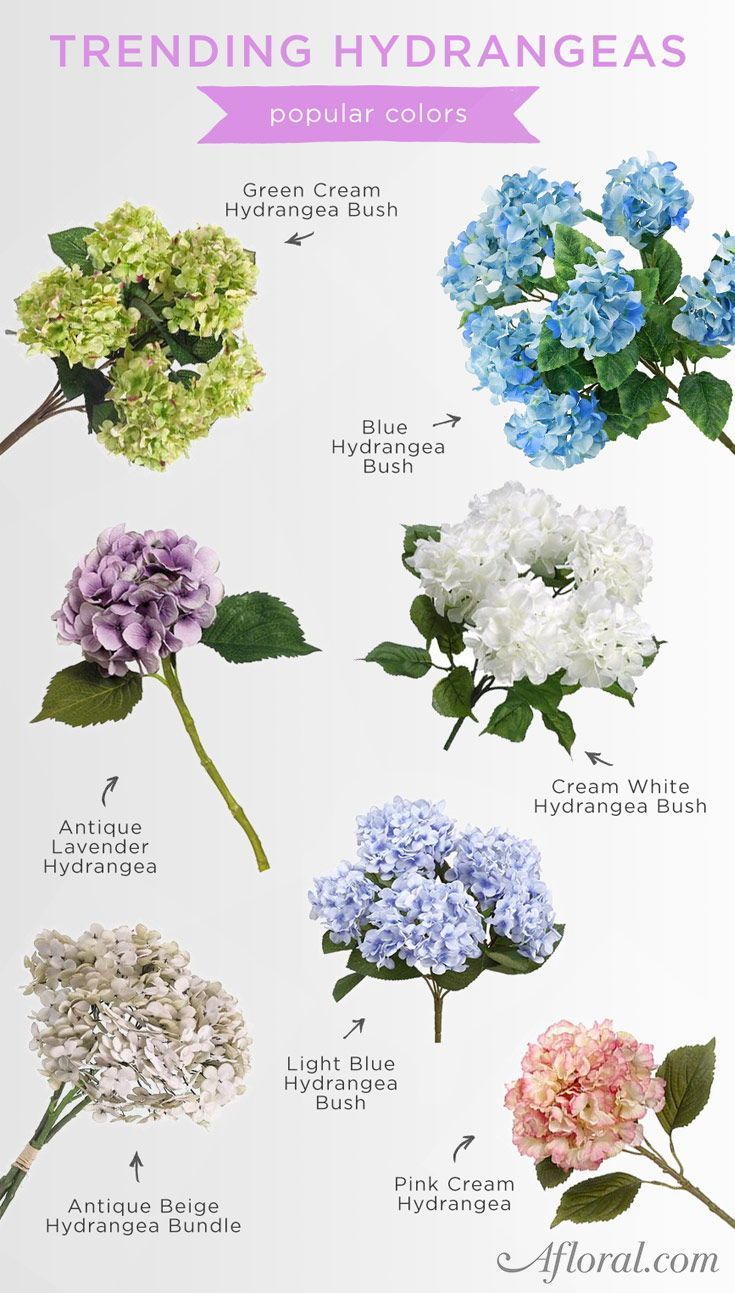 Hydrangeas are trending this wedding season. Shop Afloral.com for flowers that last. -   23 diy flower bucket
 ideas