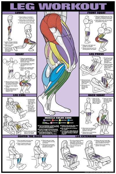 Leg Workout Fitness Chart (Co-Ed) -   23 mens fitness muscle
 ideas