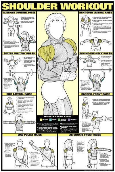 CO-ED Shoulder Workout Professional Fitness Gym Wall Chart Poster - Fitnus Posters -   23 mens fitness muscle
 ideas