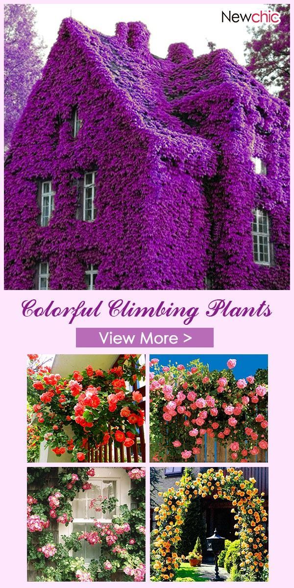 100Pcs Perfume Climbing Plants Colorful Rock Cress Flower Seeds. -   23 vegtable container garden
 ideas