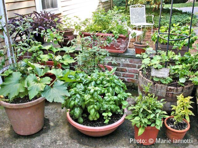 10 Vegetables You Can Grow in Containers -   23 vegtable container garden
 ideas