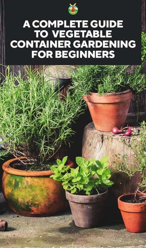 A Complete Guide to Vegetable Container Gardening for Beginners -   23 vegtable container garden
 ideas