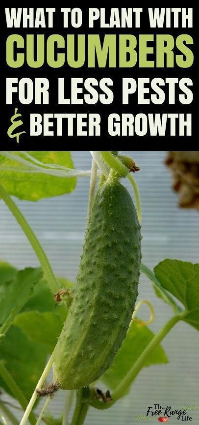 The Best Companion Plants for Cucumbers in the Backyard Garden -   23 vegtable container garden
 ideas