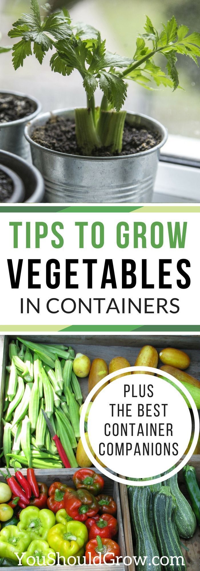 23 vegtable container garden
 ideas