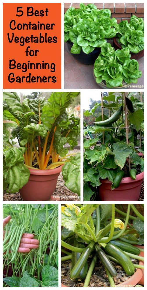 5 Best Container Vegetables for Beginning Gardeners -   23 vegtable container garden
 ideas