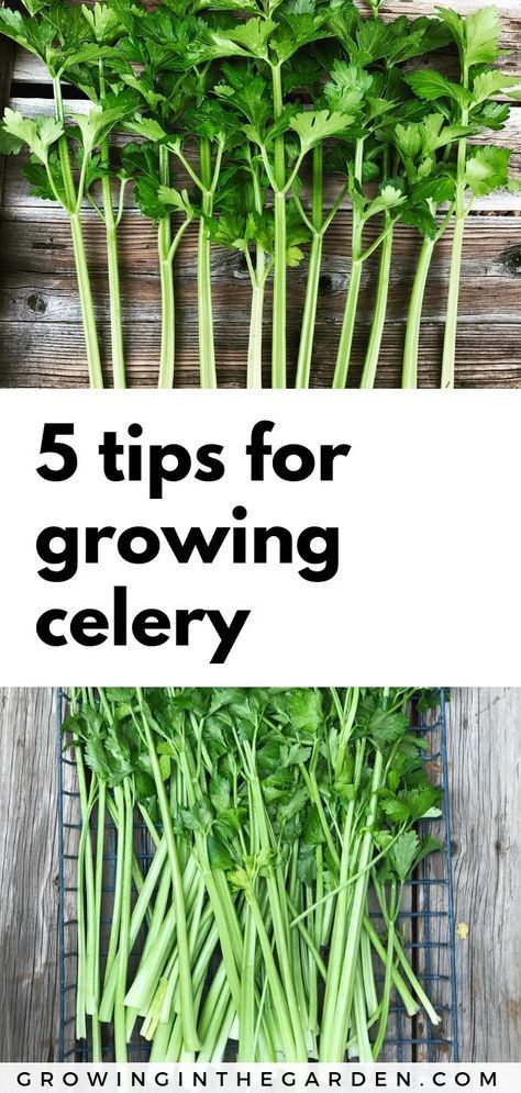 Five Tips For Growing Celery -   23 vegtable container garden
 ideas