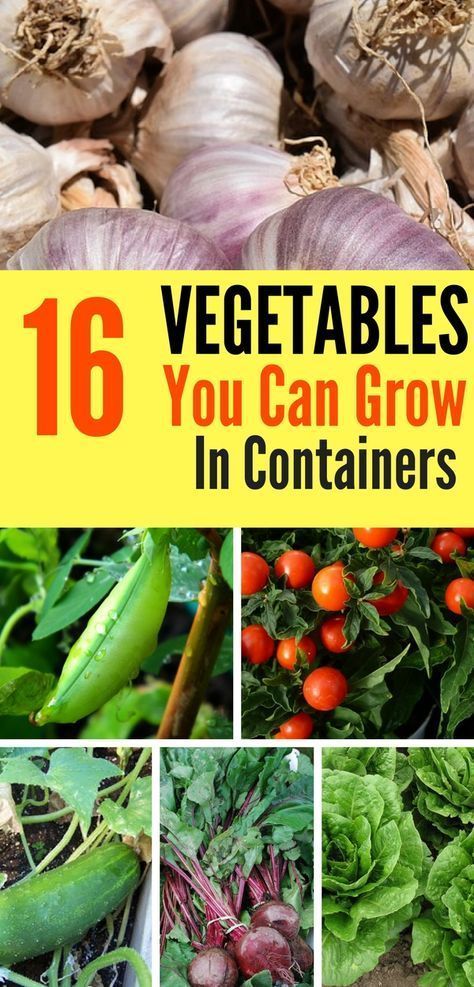 16 Vegetables That Grow In Containers -   23 vegtable container garden
 ideas