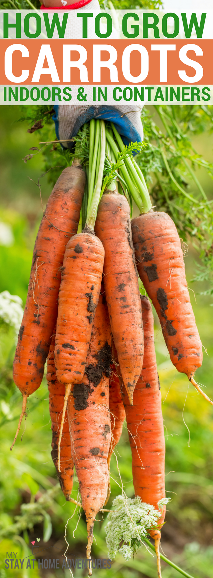 How To Grow Carrot Indoors (plus the benefits of growing carrots!) -   23 vegtable container garden
 ideas