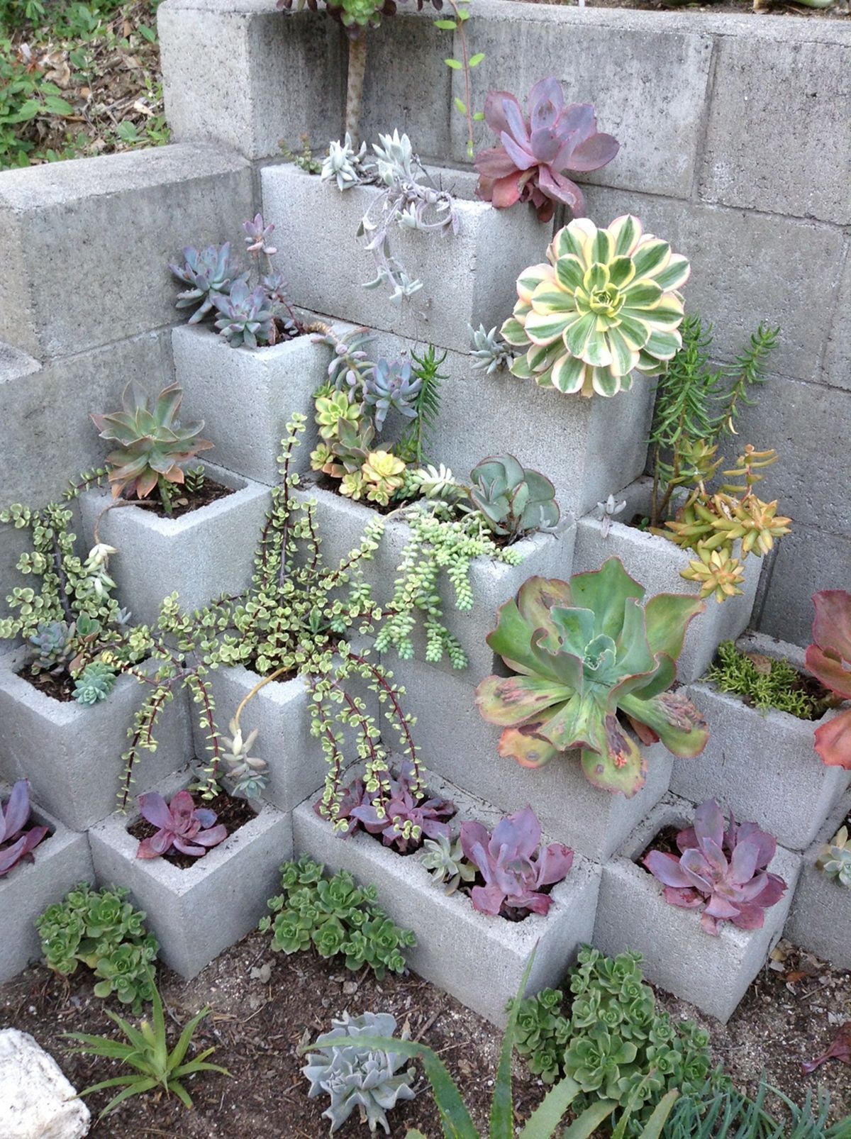 15 Gorgeous Succulent Garden Ideas for Your Backyard -   24 cinder block raised garden
 ideas
