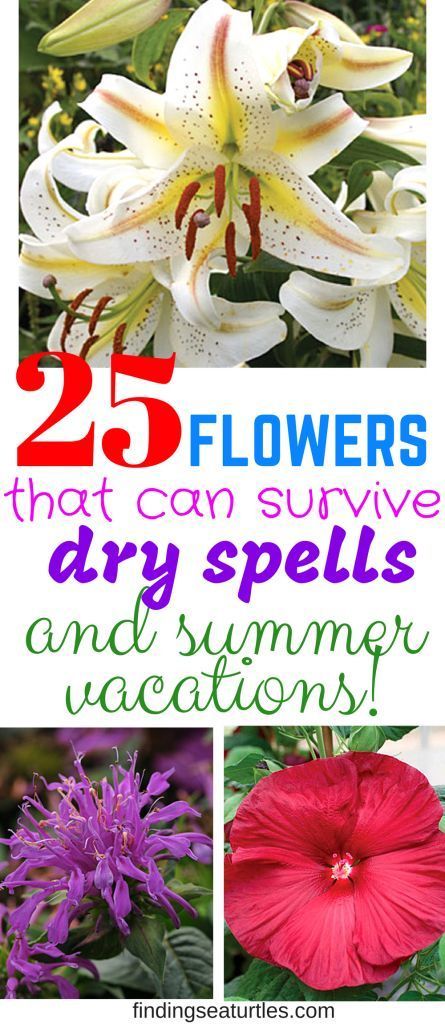 25 Drought Resistant Perennials -   24 flower garden crafts ideas