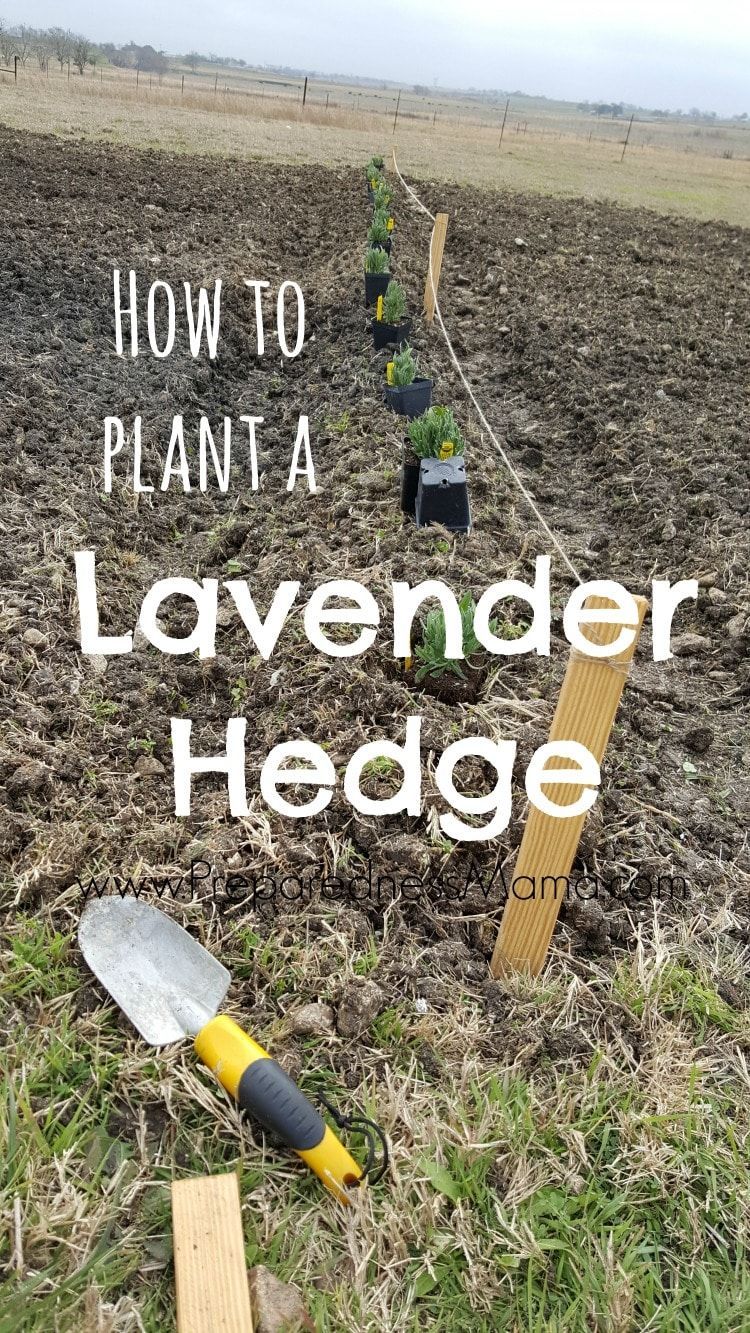 Planting a Lavender Hedge -   24 flower garden crafts ideas