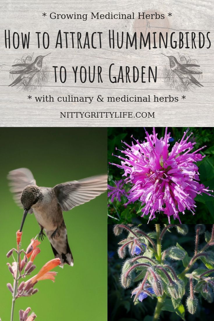Seven Culinary & Medicinal Herbs to Attract Hummingbirds -   24 flower garden crafts ideas