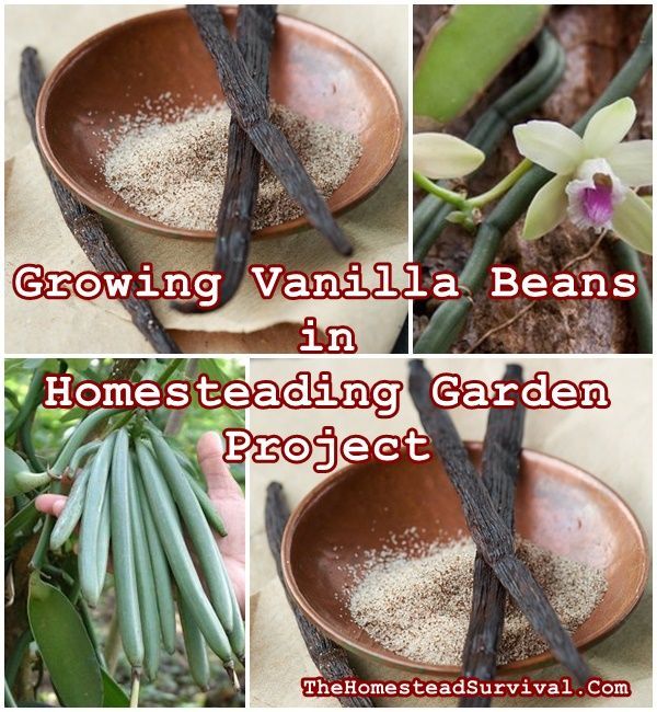 Growing Vanilla Beans in Homesteading Garden Project - Gardening - Homesteading - The Homestead Survival -   24 flower garden crafts ideas