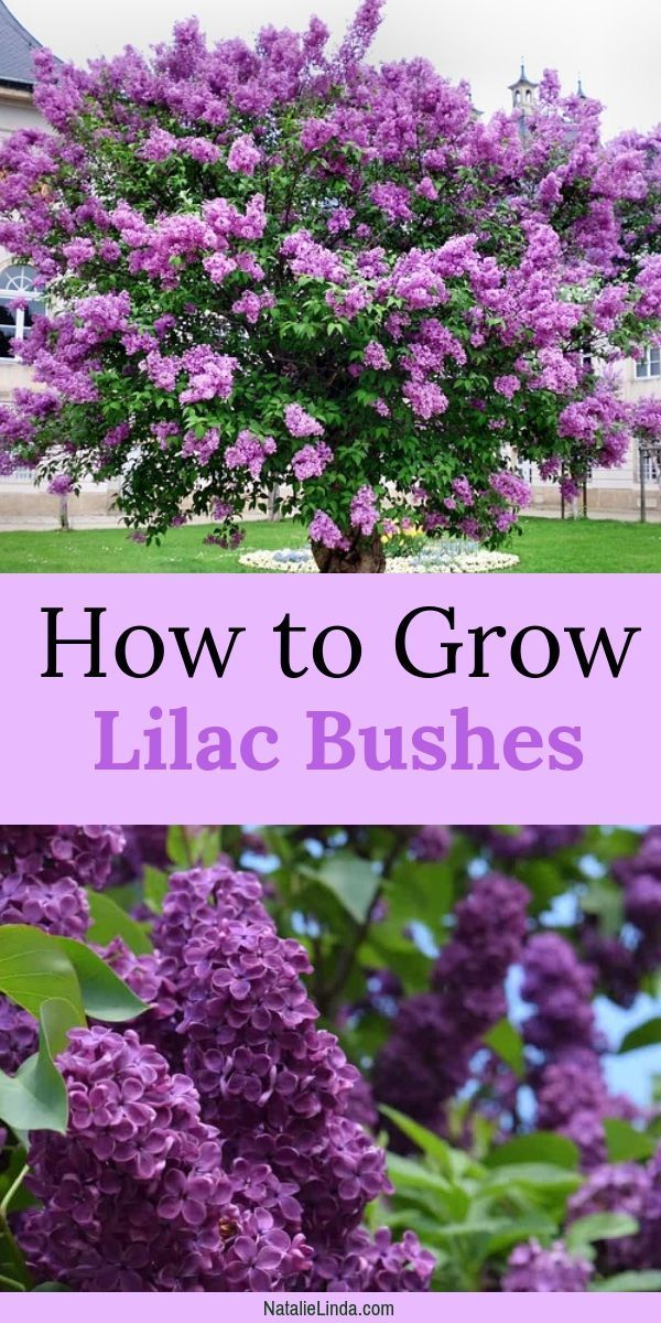 How To Grow Lilac Bushes -   24 flower garden crafts ideas