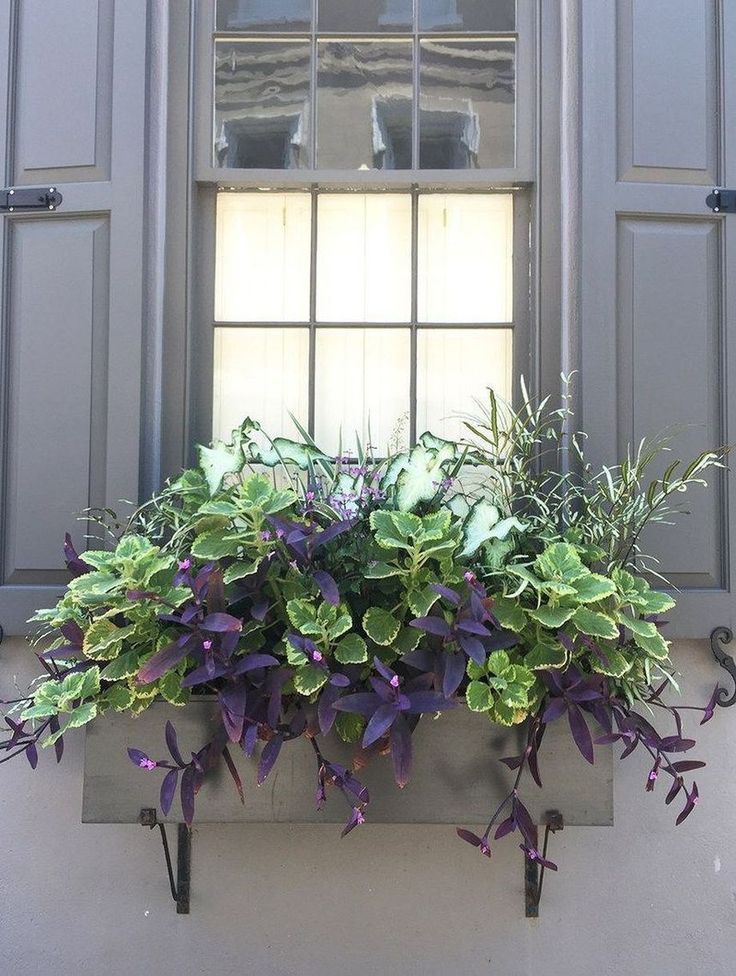 80 Perfect Shade Plants for Windows Boxes -   24 garden boxes design
 ideas