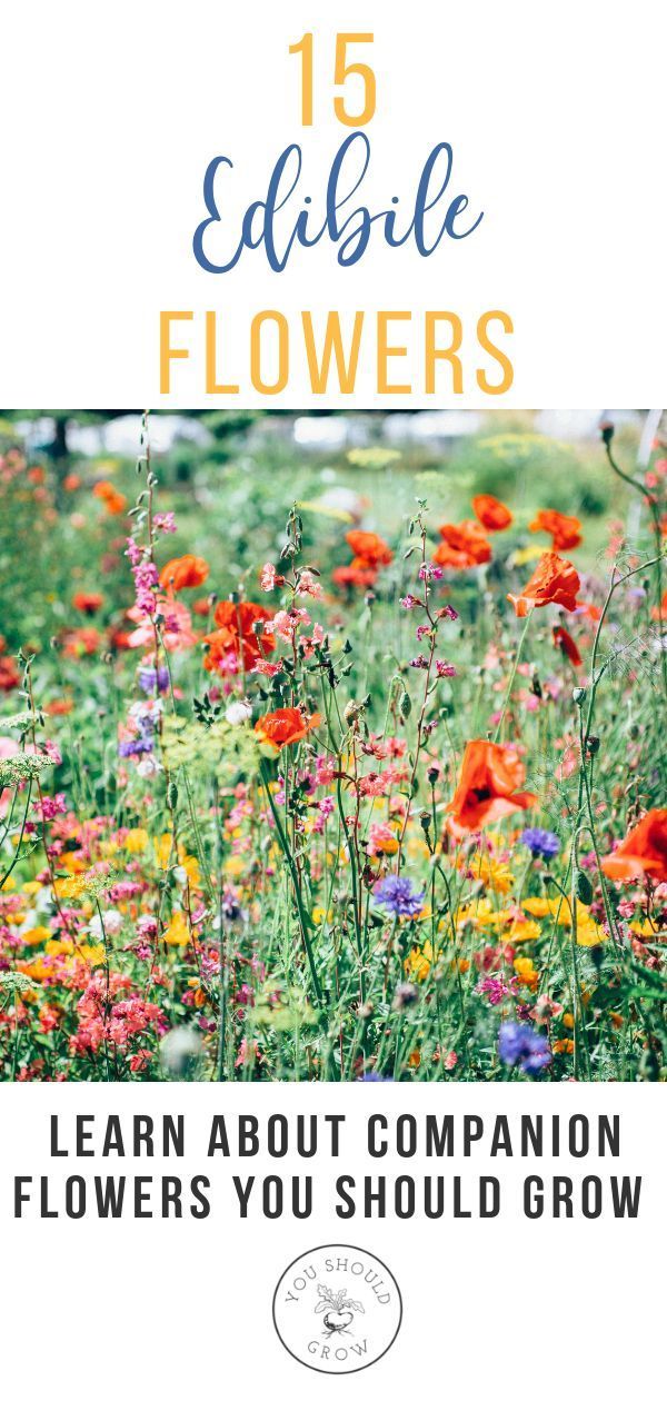 15 Edible Flowers You Should Grow In Your Vegetable Garden -   24 garden boxes design
 ideas