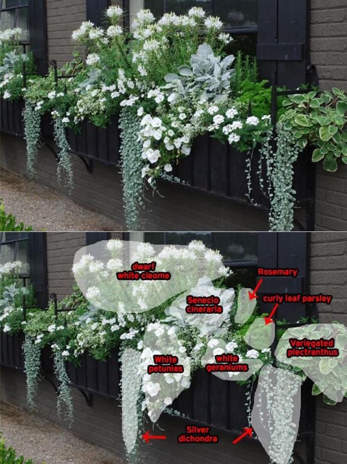 Best 40 Beautiful Cascading Flowers For Window Boxes Ideas -   24 garden boxes design
 ideas