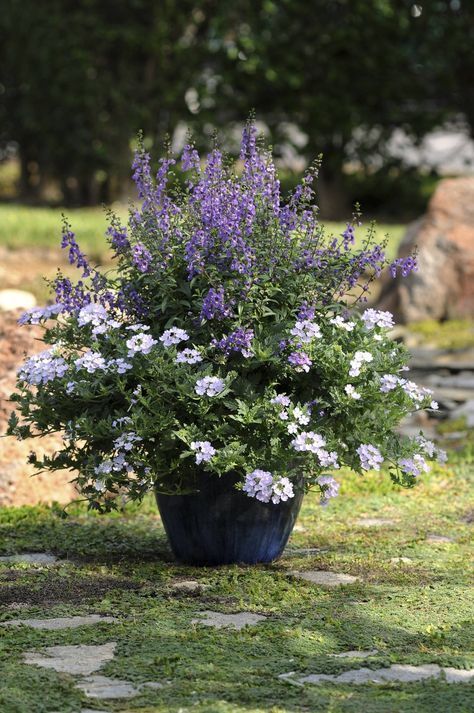 Meet angelonia, the summer snapdragon -   25 outdoor garden containers
 ideas
