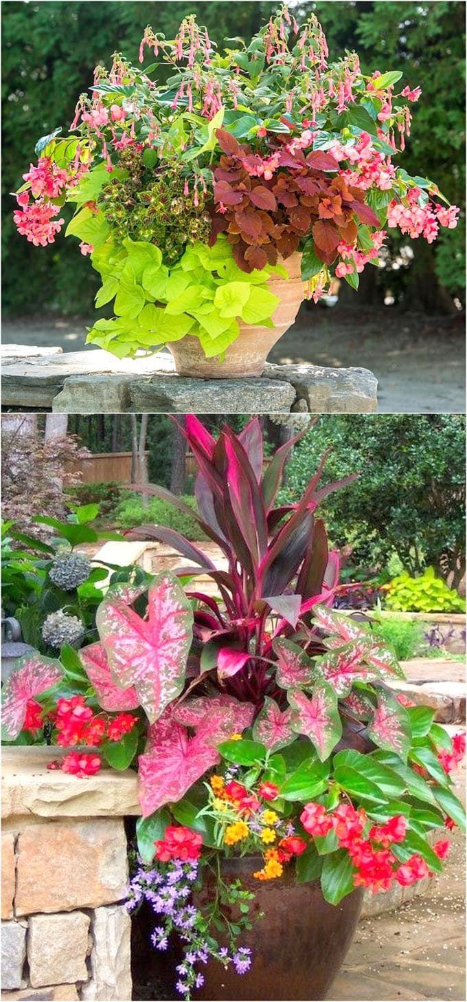 Best Shade Plants & 30+ Gorgeous Container Garden Planting Lists -   25 outdoor garden containers
 ideas