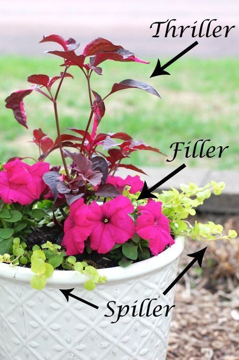 How to Arrange Pots According to Thriller Spiller Filler Technique -   25 outdoor garden containers
 ideas