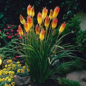 Van Zyverden Kniphofia Red Hot Poker Roots (5-Set) -   16 garden water roots
 ideas