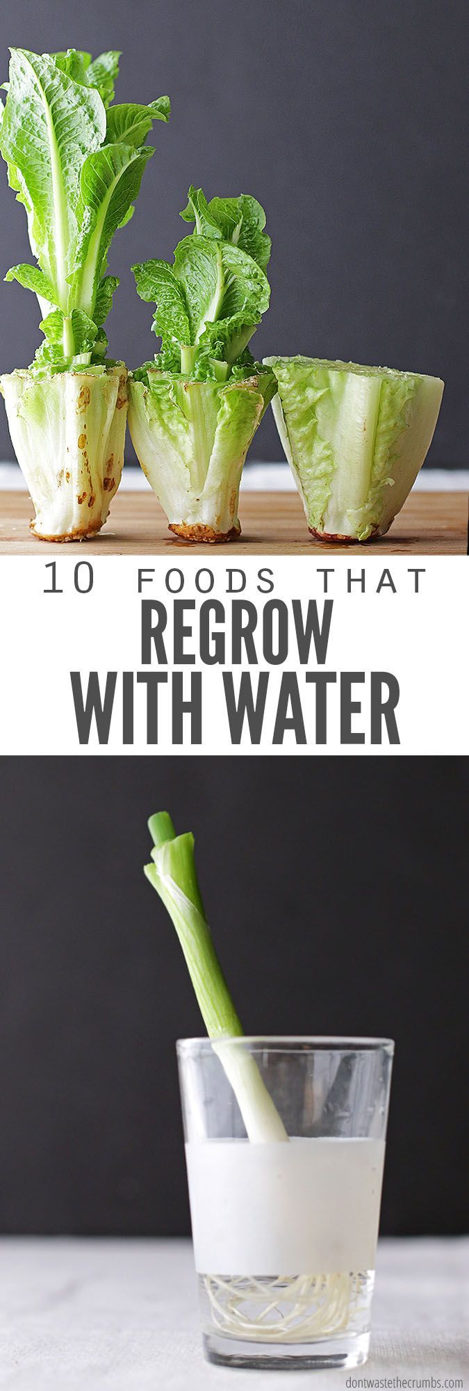 10 Ways to Regrow Food in Water -   16 garden water roots
 ideas