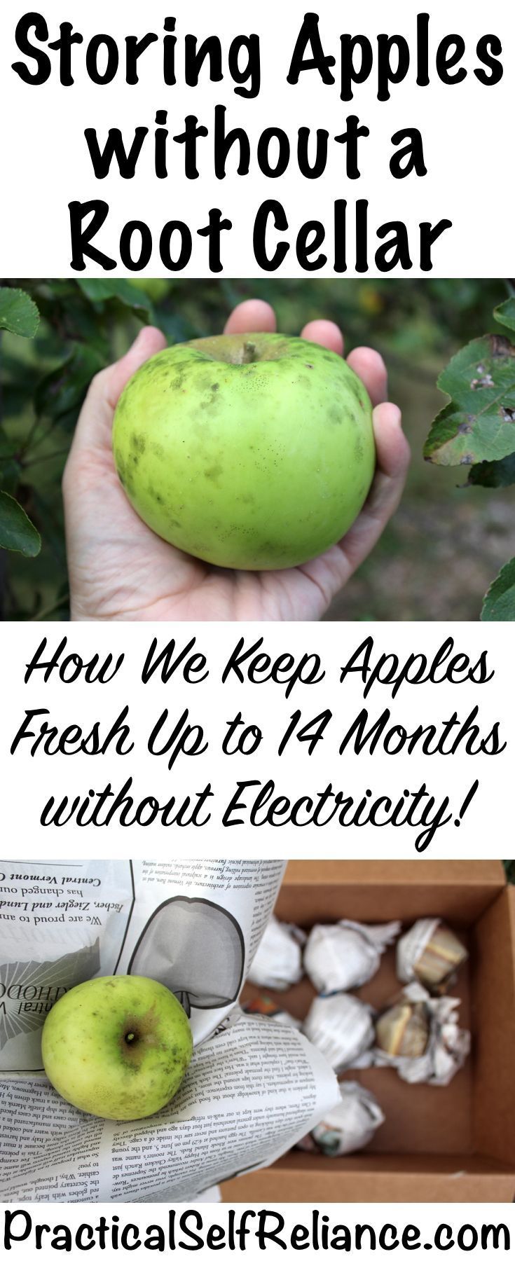 Keep Apples Fresh for Over a Year (without a root cellar -   16 garden water roots
 ideas