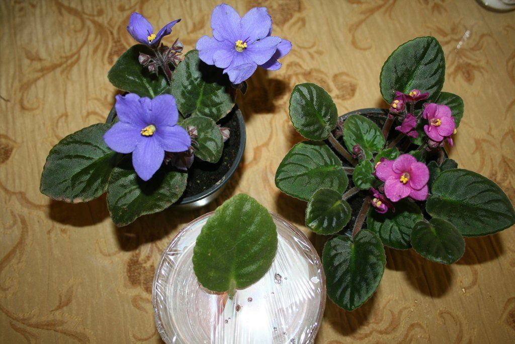 Quick and Easy Way to Root African Violets -   16 garden water roots
 ideas