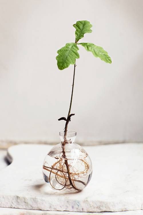 No Lie: Rooting Plants in Water Is the Easiest Way to Bring Greenery Indoors -   16 garden water roots
 ideas