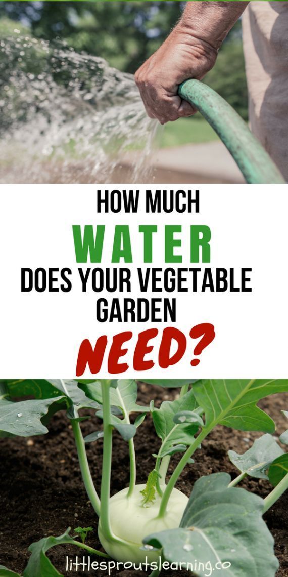 How Much Water Does Your Vegetable Garden Need? -   16 garden water roots
 ideas