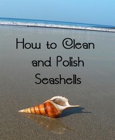 How to Clean and Polish Seashells -   17 seashell crafts
 ideas