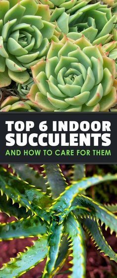 Top 6 Indoor Succulents and How to Care For Them -   19 succulent garden apartment
 ideas