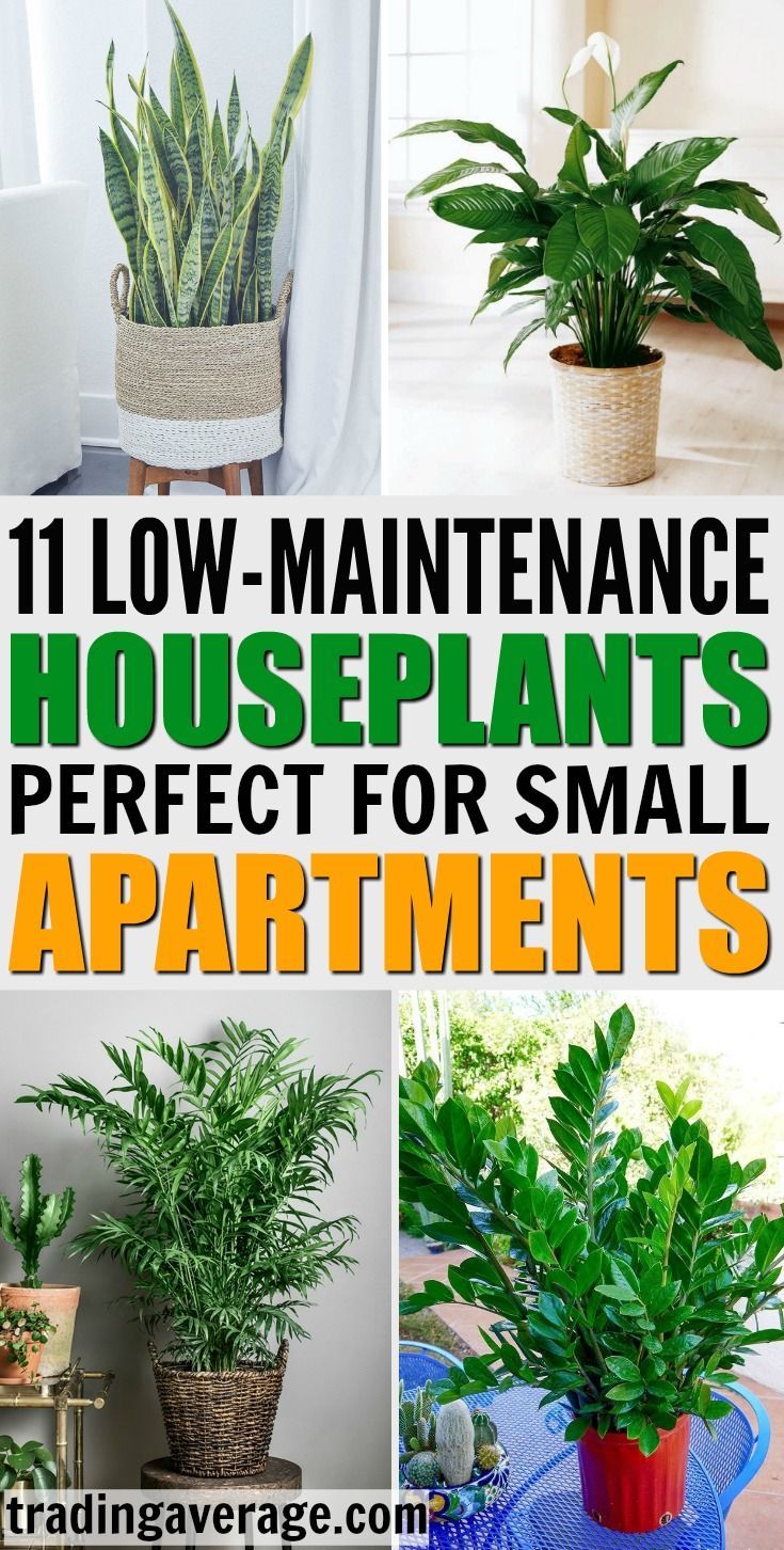 11 Houseplants That Don't Need A Lot of Sunlight To Grow -   19 succulent garden apartment
 ideas