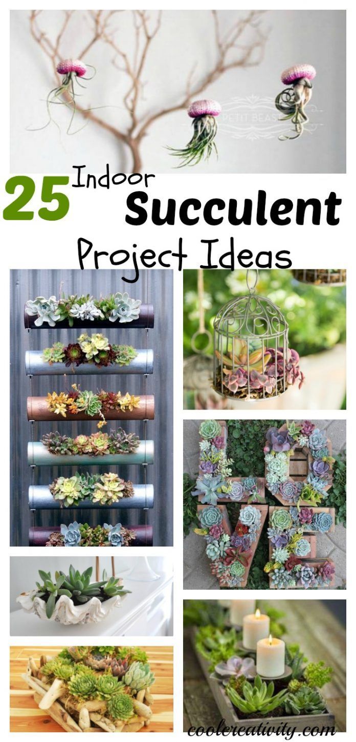 25 Indoor Succulent DIY Project Ideas -   19 succulent garden apartment
 ideas