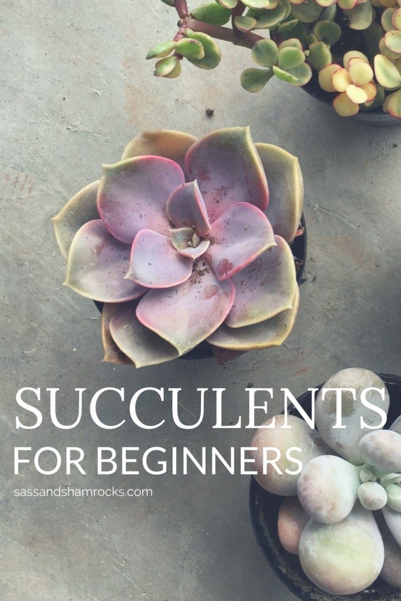 Succulents For Beginners -   19 succulent garden apartment
 ideas