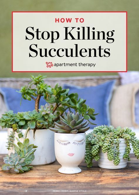 Is This The Reason You Keep Killing Your Succulents? -   19 succulent garden apartment
 ideas