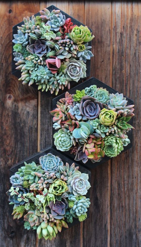 21 Amazing Succulent Wall Art To Be Hang on The Wall -   19 succulent garden apartment
 ideas