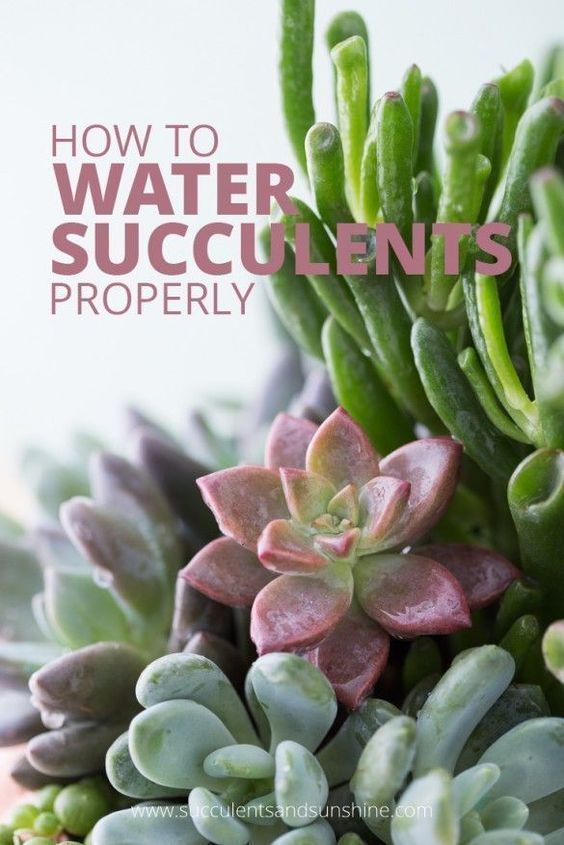 How to Water Succulent Plants -   19 succulent garden apartment
 ideas