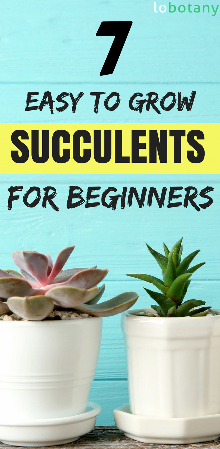 19 succulent garden apartment
 ideas