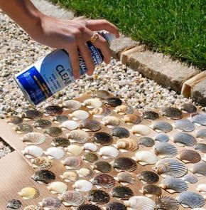 make shells come to life by spraying them with Rustoleum Clear -   21 shell crafts seashell art
 ideas