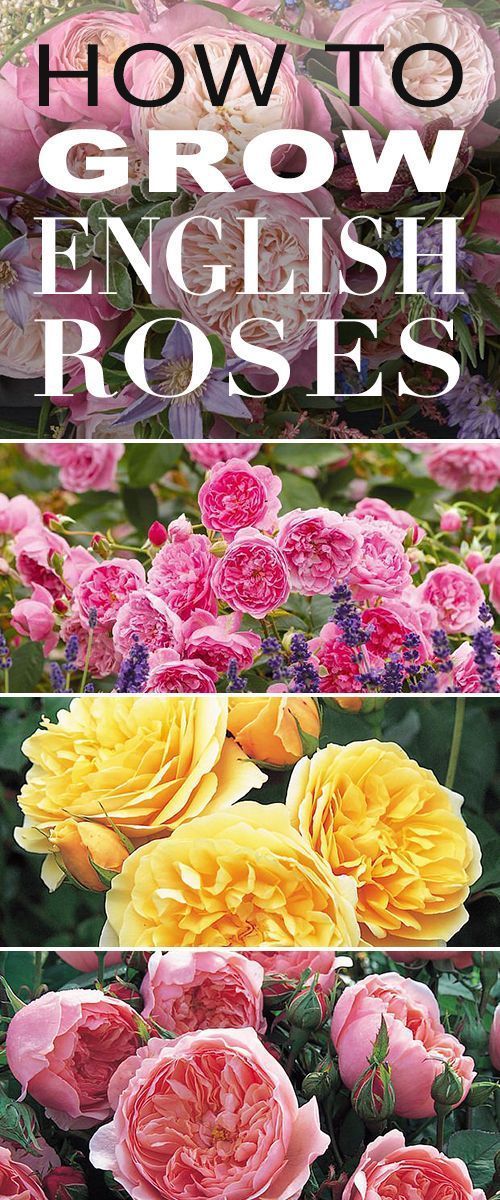 How to Grow English Roses -   22 simple english garden
 ideas
