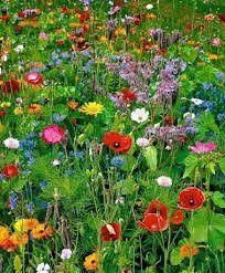 Low Growing Wildflower Seed Mixture- 1 Pound -   22 simple english garden
 ideas