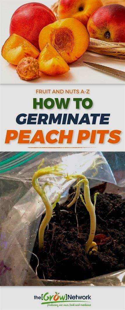 How to Germinate Peach Pits (and Why You Should) -   22 urban garden plans
 ideas