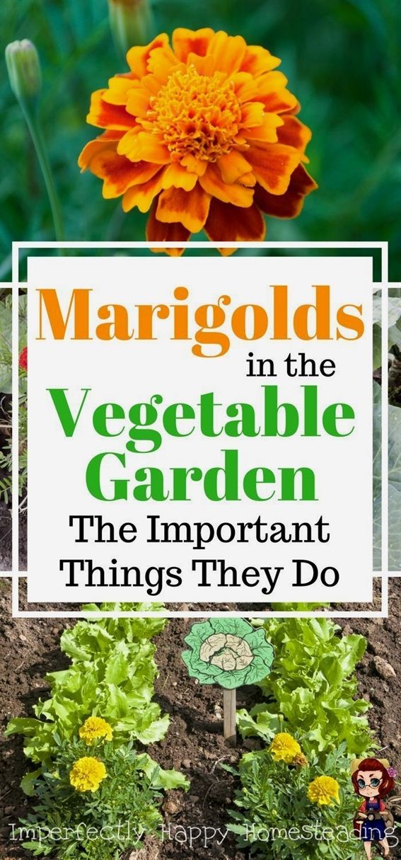 Marigolds in the Vegetable Garden 6 Important Things They Do -   22 urban garden plans
 ideas