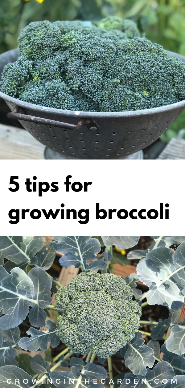 5 Tips for Growing Broccoli -   22 urban garden plans
 ideas