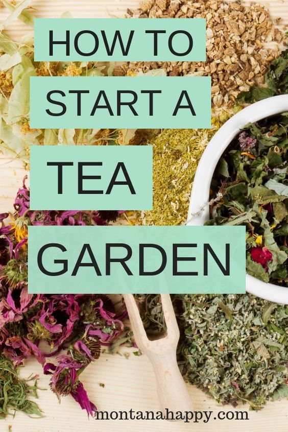 How to Grow Your Own Tea Garden -   22 urban garden plans
 ideas