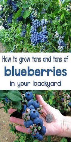 How to Grow Blueberries -   22 urban garden plans
 ideas
